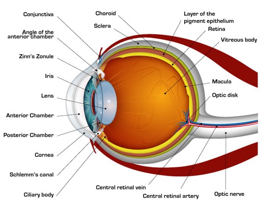 how the human eye works