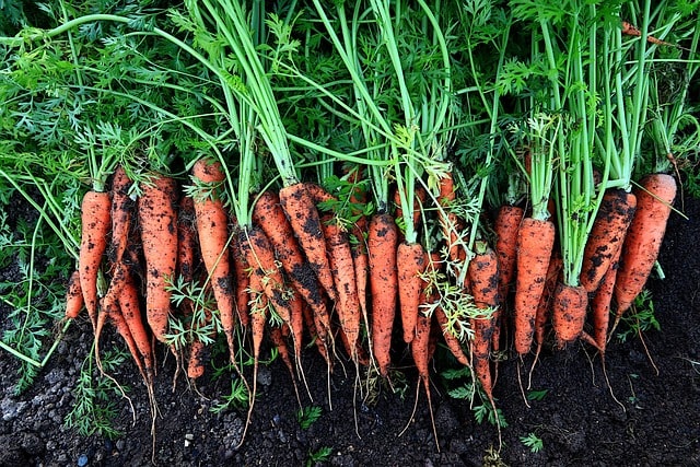 Carrots